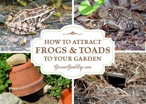 How do I attract frogs to my garden Australia?