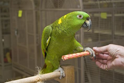 How do I befriend my Amazon parrot?