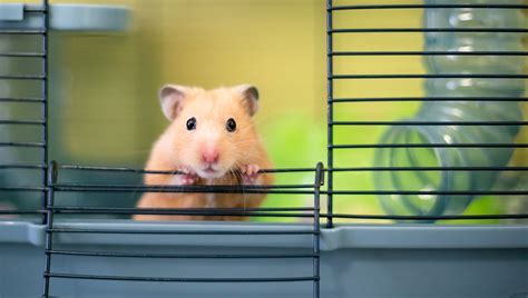 How do I calm my hamster?