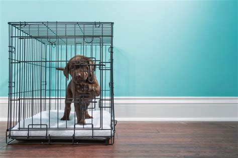 How do I calm my puppy in his crate?