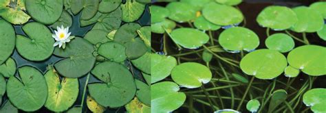 How do I control lily pads in my pond?