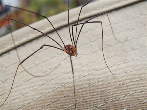 How do I find a daddy long legs in my room?