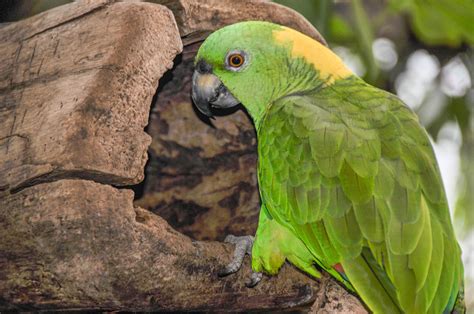 How do I get my Amazon parrot to trust me?