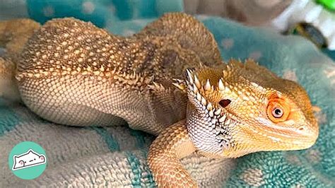 How do I get my bearded dragon to cuddle?