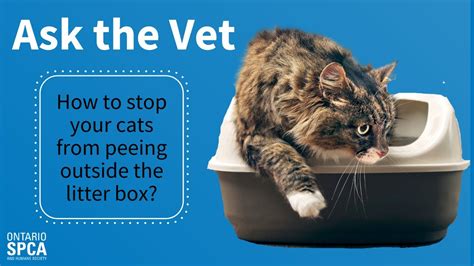 How do I get my cat back to the litter box?