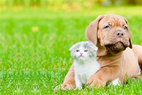 How do I get my dog to accept a kitten?