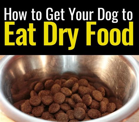 How do I get my dog to eat dry dog food?