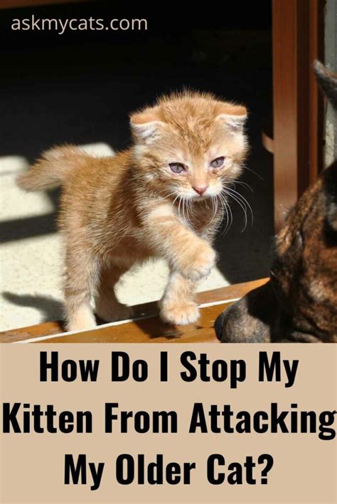How do I get my older cat to stop attacking my kitten?