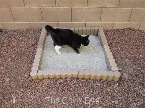 How do I get my outdoor cat to use the litter box indoors?