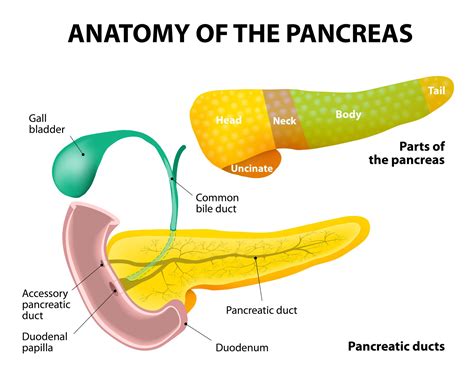 How do I get my pancreas back to normal?