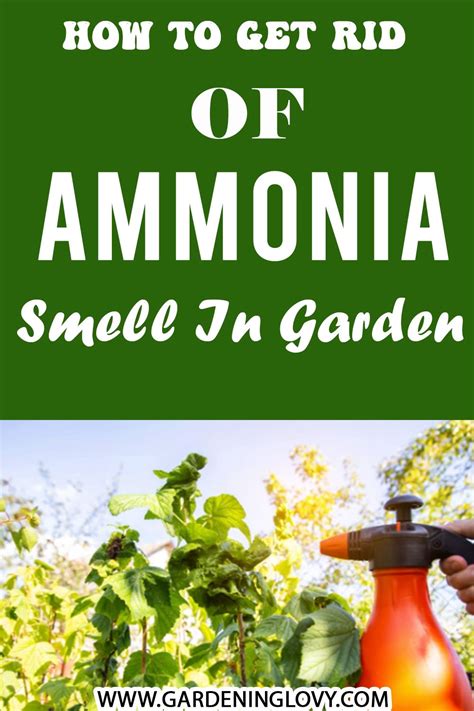 How do I get rid of ammonia smell in my garden?