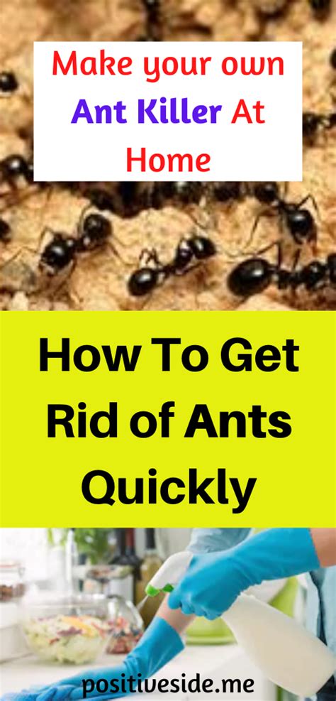 How do I get rid of ants ASAP?