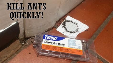 How do I get rid of ants eating bait but not dying?