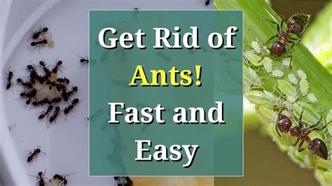 How do I get rid of ants in my room fast?