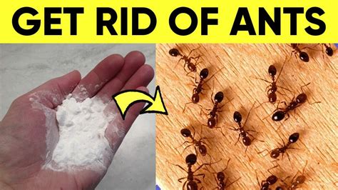 How do I get rid of ants permanently?