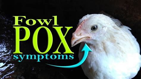 How do I get rid of avian pox?