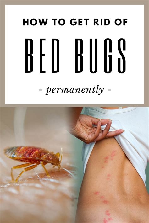 How do I get rid of bed bugs permanently?