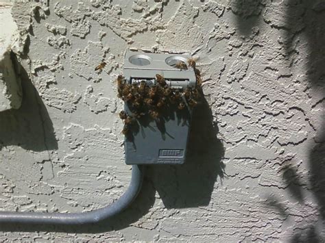 How do I get rid of bees in my wall?