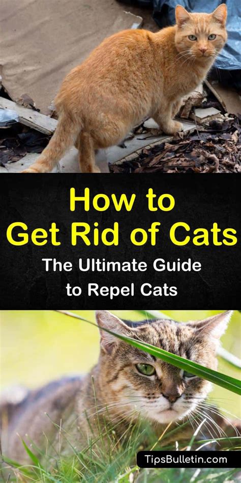 How do I get rid of cats in my garden?