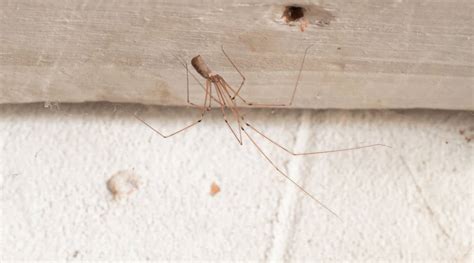 How do I get rid of daddy long legs indoors?