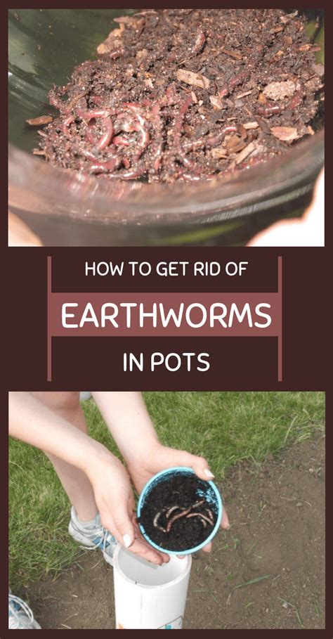 How do I get rid of earthworms?