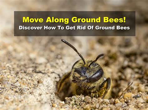 How do I get rid of ground bees UK?