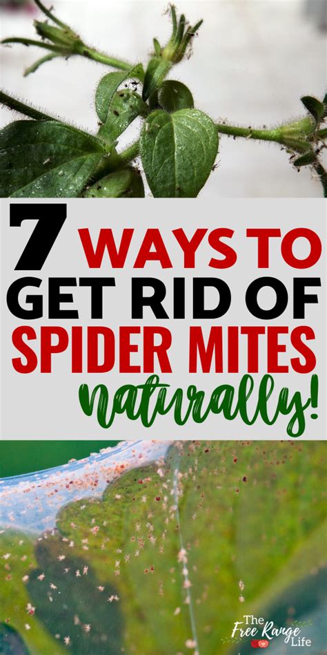 How do I get rid of mites forever?