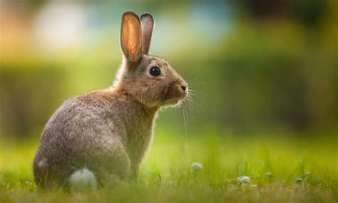 How do I get rid of rabbits under my house?