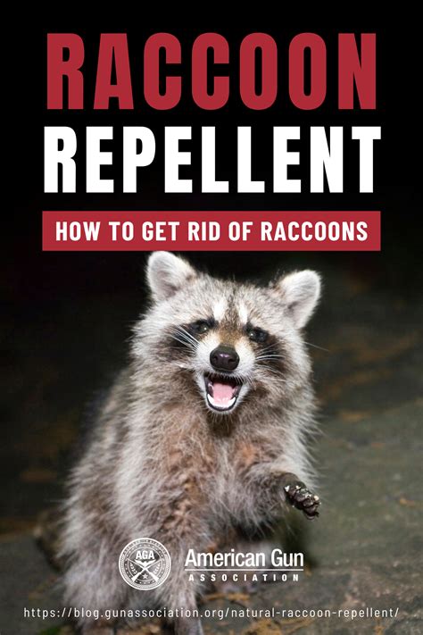 How do I get rid of raccoons in Toronto?