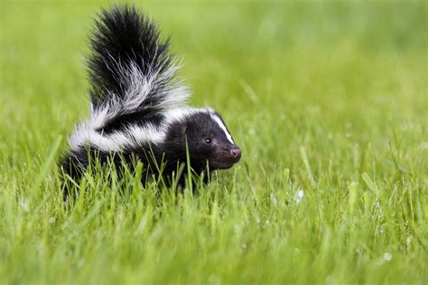 How do I get rid of skunks in Toronto?
