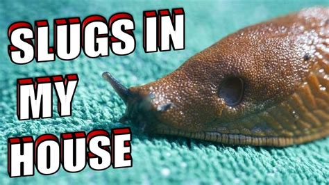 How do I get rid of slugs at night?