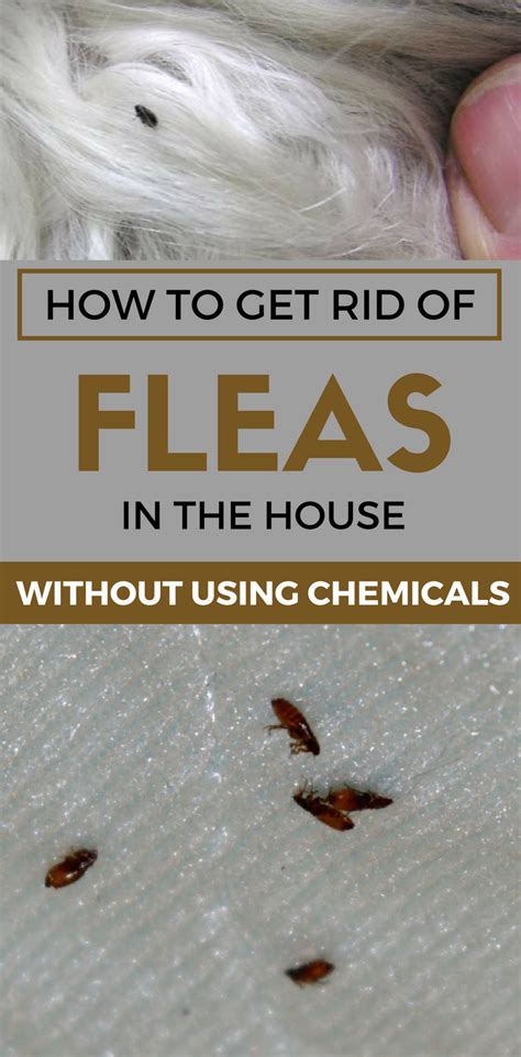 How do I get rid of thousands of fleas?