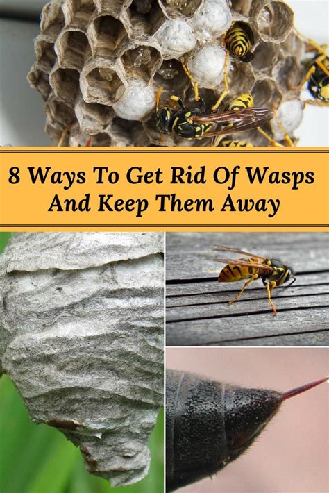 How do I get rid of wasps around my house?