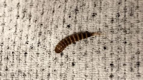 How do I get rid of worms in my bedroom?