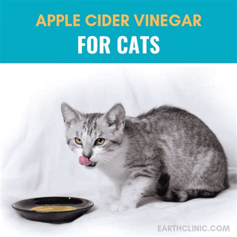How do I give my cat apple cider vinegar?