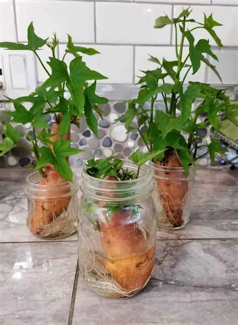 How do I grow more sweet potatoes?