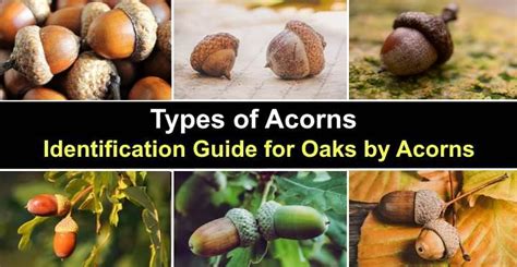 How do I identify different types of acorns?