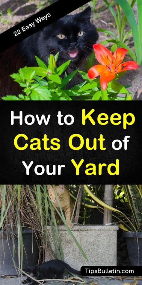 How do I keep Neighbours cats out of my garden?