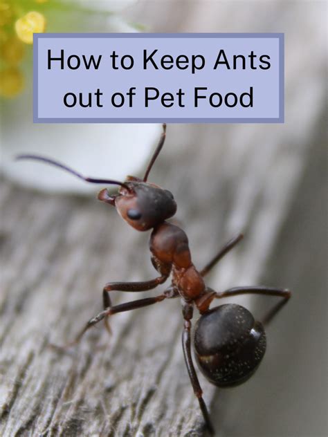 How do I keep ants out of my food?