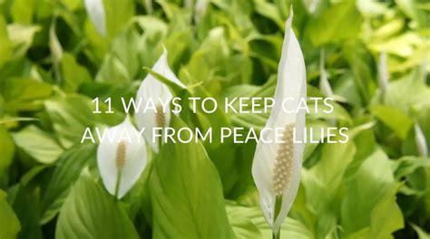 How do I keep cats away from my peace lily?