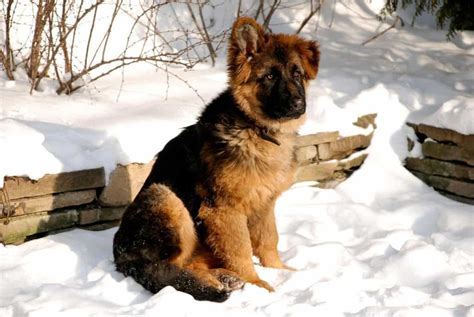 How do I keep my German Shepherd warm in the winter?