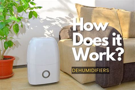 How do I keep my dehumidifier mold free?