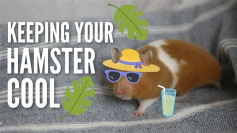 How do I keep my hamster cool in hot weather?