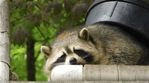 How do I keep raccoons away in Toronto?