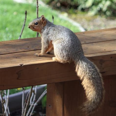 How do I keep squirrels from chewing my patio furniture?