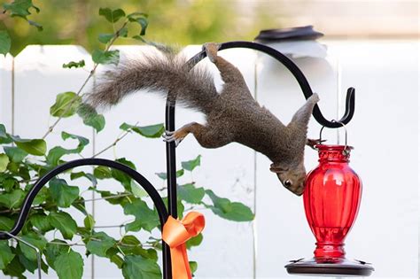 How do I keep squirrels from climbing my shepherd's hook?