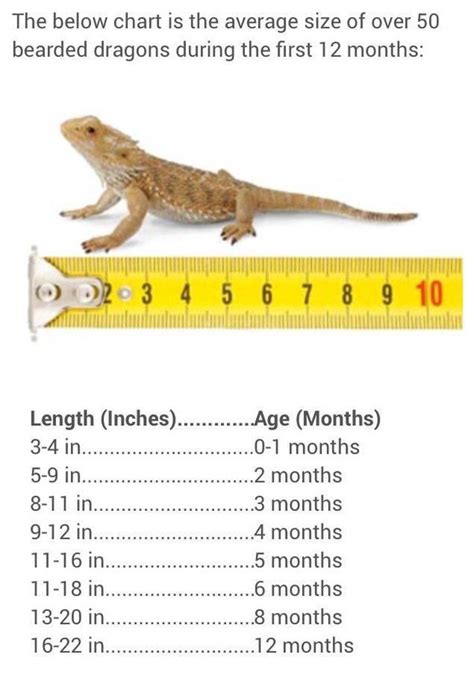 How do I know how old my bearded dragon is?
