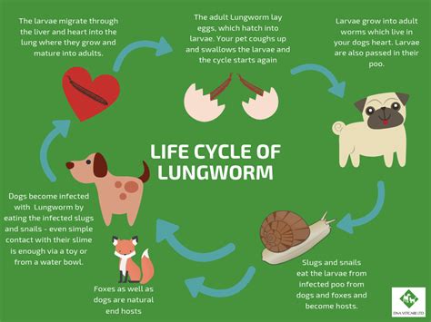 How do I know if I have lungworm?