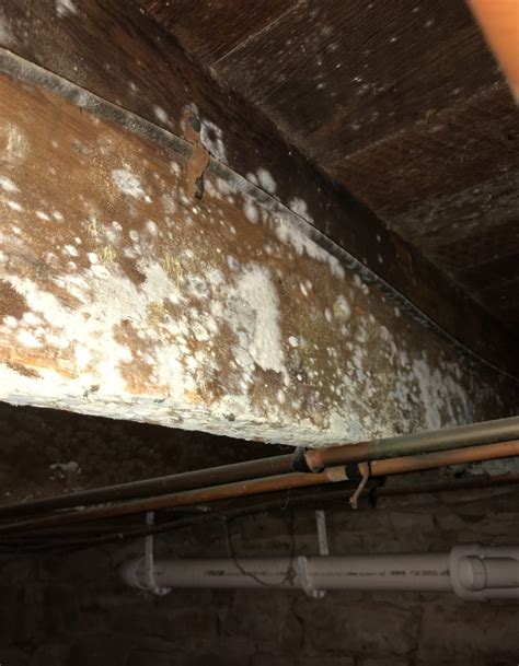 How do I know if I have toxic mold in my house?