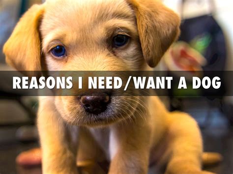 How do I know if I want a dog?